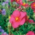 Helianthemum 'Ben Hope' - Napvirág