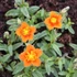Helianthemum 'Bronzeteppich' – Napvirág