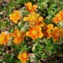 Helianthemum 'Bronzeteppich' – Napvirág