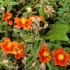 Helianthemum 'Bronzeteppich' – Napvirág