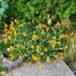 Helianthemum 'Bronzeteppich' – Napvirág