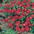 Helianthemum 'Cerise Queen' - Napvirág