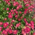 Helianthemum 'Cerise Queen' - Napvirág