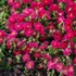 Helianthemum 'Cerise Queen' - Napvirág