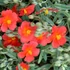 Helianthemum 'Fire Dragon' - Napvirág