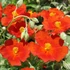 Helianthemum 'Fire Dragon' - Napvirág