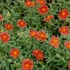 Helianthemum 'Fire Dragon' - Napvirág