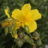 Helianthemum 'Golden Queen' - Napvirág