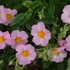 Helianthemum 'Lawrenson's Pink' - Napvirág