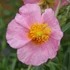 Helianthemum 'Lawrenson's Pink' - Napvirág