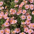Helianthemum 'Lawrenson's Pink' - Napvirág