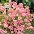 Helianthemum 'Lawrenson's Pink' - Napvirág