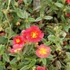 Helianthemum 'Mette' - Napvirág