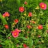 Helianthemum 'Mette' - Napvirág