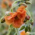 Helianthemum 'Orange Double' - Napvirág