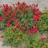 Helianthemum 'Red Dragon' - Napvirág