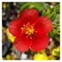 Helianthemum 'Red Dragon' - Napvirág