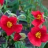 Helianthemum 'Red Dragon' - Napvirág