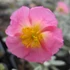 Helianthemum 'Rhodanthe Carneum' ('Wisley Pink') - Napvirág
