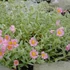 Helianthemum 'Rhodanthe Carneum' ('Wisley Pink') - Napvirág