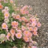 Helianthemum 'Rhodanthe Carneum' ('Wisley Pink') - Napvirág