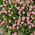 Helianthemum 'Rhodanthe Carneum' ('Wisley Pink') - Napvirág