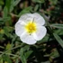 Helianthemum 'Snow Queen' ('The Bride') - Napvirág