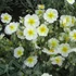 Helianthemum 'Snow Queen' ('The Bride') - Napvirág