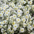 Helianthemum 'Snow Queen' ('The Bride') - Napvirág