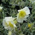 Helianthemum 'Snow Queen' ('The Bride') - Napvirág