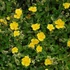 Helianthemum 'Sterntaler' – Napvirág