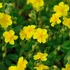 Helianthemum 'Sterntaler' – Napvirág