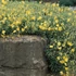 Helianthemum 'Sterntaler' – Napvirág