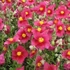 Helianthemum 'Supreme' – Napvirág
