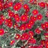 Helianthemum 'Supreme' – Napvirág