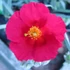 Helianthemum 'Supreme' – Napvirág