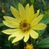 Helianthus 'Lemon Queen' - Napraforgó