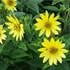 Helianthus 'Lemon Queen' - Napraforgó