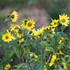 Helianthus 'Lemon Queen' - Napraforgó