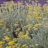 Helichrysum italicum – Olasz szalmagyopár (curryfű)