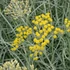 Helichrysum italicum – Olasz szalmagyopár (curryfű)