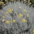 Helichrysum italicum – Olasz szalmagyopár (curryfű)