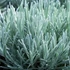 Helichrysum italicum – Olasz szalmagyopár (curryfű)