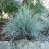 Helictotrichon sempervirens – Örökzöld zabfű