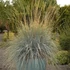 Helictotrichon sempervirens – Örökzöld zabfű