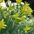 Hemerocallis citrina – Citromsárga sásliliom