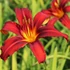 Hemerocallis 'Crimson Pirate' - Sásliliom
