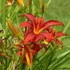 Hemerocallis 'Crimson Pirate' - Sásliliom