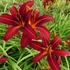 Hemerocallis 'Crimson Pirate' - Sásliliom