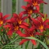 Hemerocallis 'Crimson Pirate' - Sásliliom